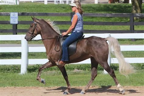 Built For Comfort: 15 Of The Best Gaited Horse Breeds – Horse FactBook