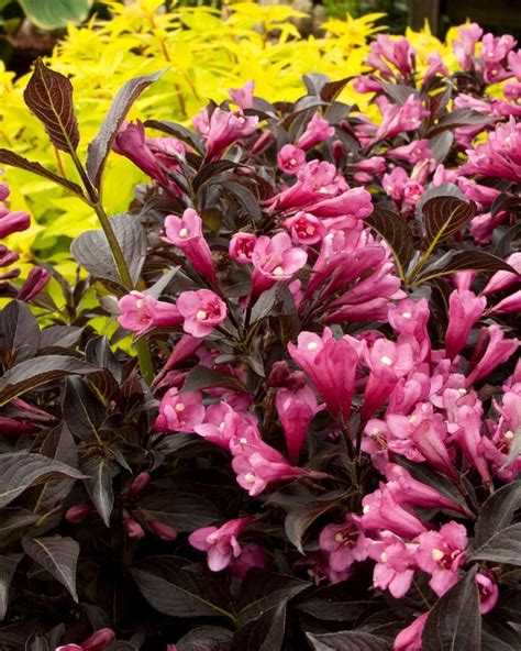 If no pruning sounds good to you, check out these low-maintenance dwarf gems. #GardenShrubs ...