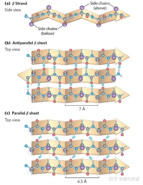 4.2 Protein Secondary Structure - 知乎