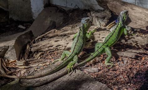 149 photos of Green Iguana Lizards - FlippedNormals