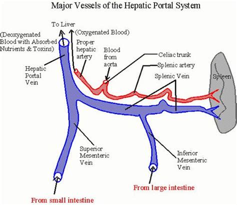 portal vein 11-12mm. link to a PDF file: http://www.eurojournals.com ...