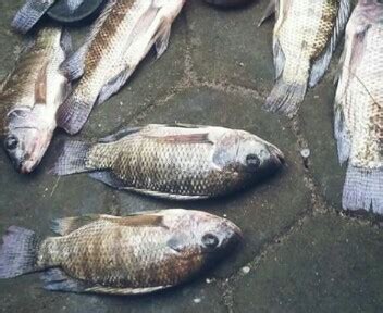 4 Cara Mancing Ikan Nila Yang Susah Makan (Sudah Terbukti) - HoBinatang