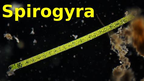 Spirogyra - Under the Microscope - YouTube