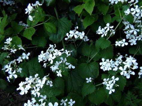 Honesty, Moonwort, Money Plant, Lunaria annua