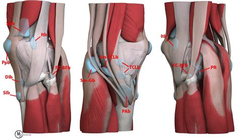 The knee joint effusion slippery bursa knee The meniscus ligament damage Knee effusion knee ...