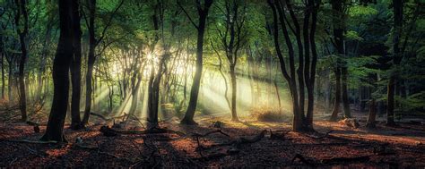 Forest panorama Photograph by Martin Podt - Pixels