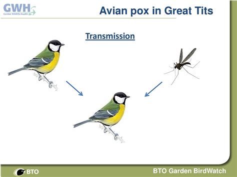 Disease: Trichomonosis - ppt download