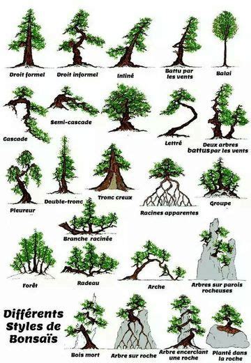 Diferentes y bonitos tipos de bonsai y sus nombres | Bonsai plants, Bonsai tree care, Bonsai ...