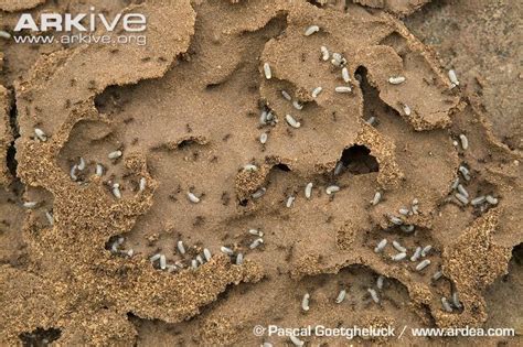 ant colony | Ants, Small black ants, Ant bites