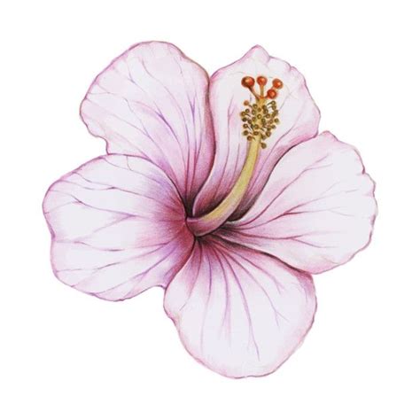 Free Vector | Illustration of hibiscus flower watercolor style | Flores pintadas, Coisas para ...