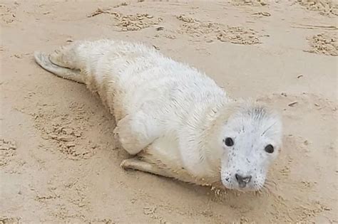 Baby seal pup saved by police after washing up on Essex beach - Essex Live