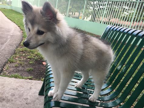 My puppy looks like a small wolf! : r/aww