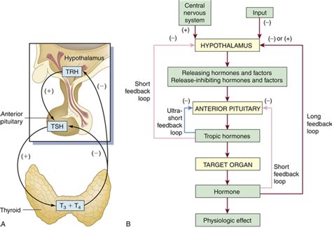 Mechanisms of Hormonal Regulation | Basicmedical Key