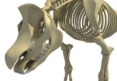 Rhino Rhinoceros Skeleton - 3D Model by 3D Horse