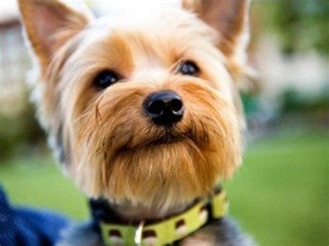 The Canine Roommate: Top 10 Best Dog Breeds for Apartment Living - PetHelpful