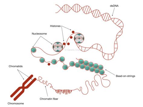 Inside Chromatin: Definition, Structure, and Function – Genetic Education