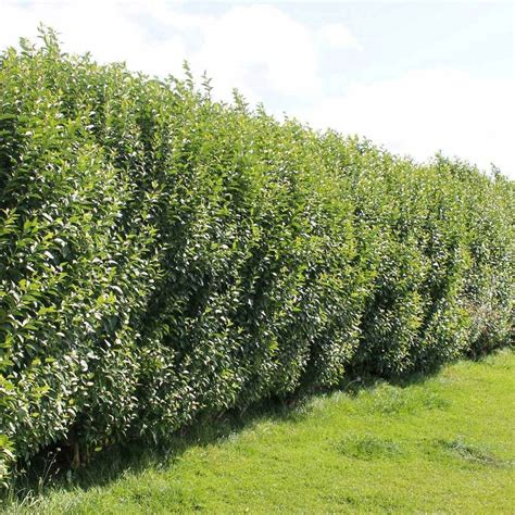 Privet Hedge Plants For Sale | Ligustrum ovalifolium