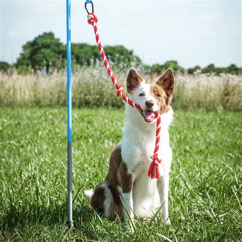 13 Coolest Outdoor Dog Toys Of All Time - BARK Post