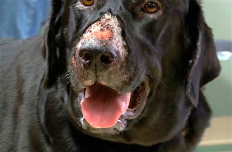 Alabama Rot warning for dog walkers as Britain sees new cases of flesh-eating disease that kills ...