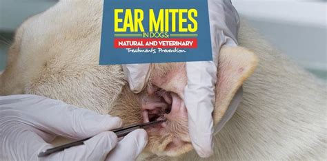 Will Peroxide Kill Ear Mites In Dogs