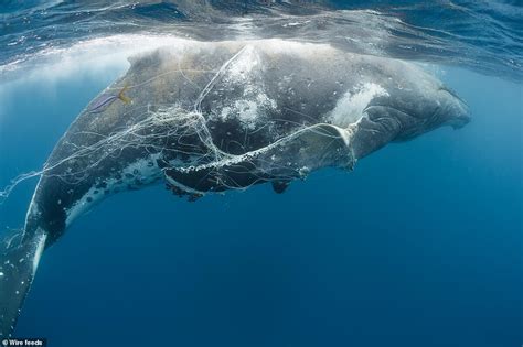 World's first whale migration map is revealed - Big World Tale