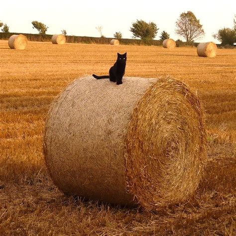 Barn Cat: 5 Breeds That Started On The Farm | Litter-Robot