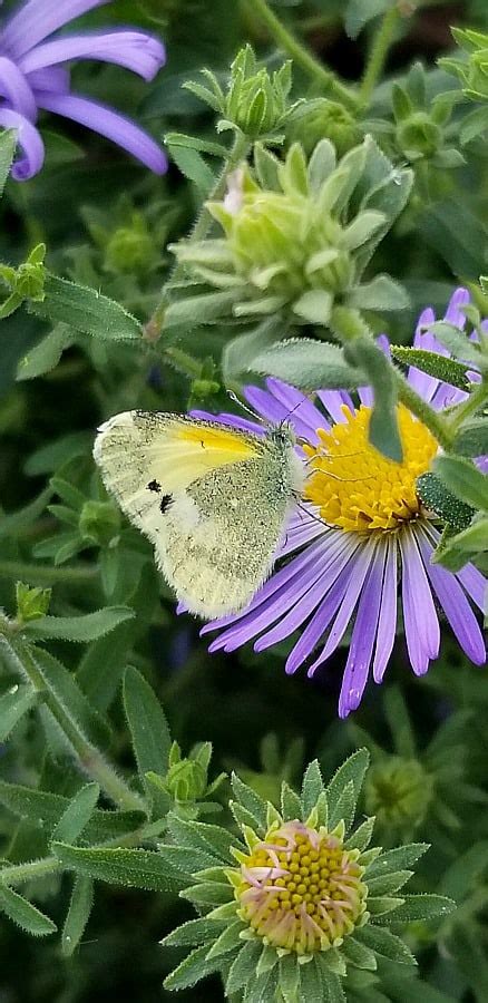 Plant of the Week: Aromatic Aster - Grimm's Gardens