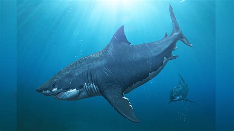 Megalodon Shark