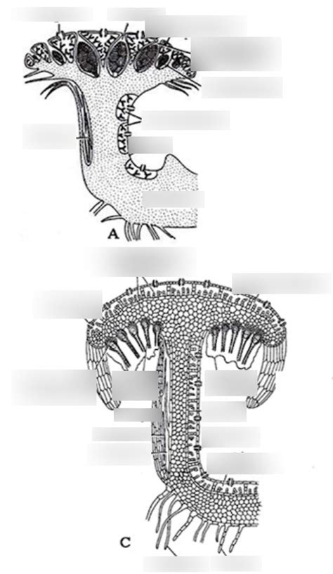 Lab Exam 3 Study Guide - Marchantia Antheridiophore and Antheridium ...