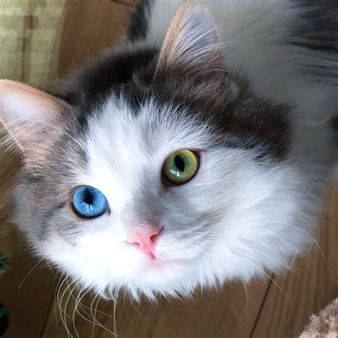 My 5 month old kitten has heterochromia, he has one blue eye and one ...