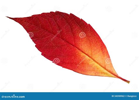 Red autumn leaf stock photo. Image of design, macro, colorful - 34598962