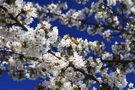 Cherry In Blossom Free Stock Photo - Public Domain Pictures