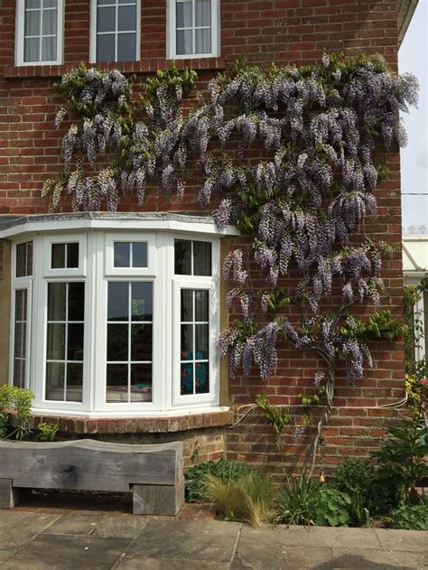 Pruning Wisteria – Thomas Stone MCI Hort MPGCA