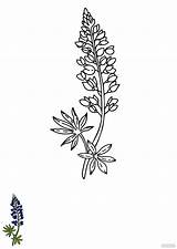 Bluebonnet Coloring Page Pollinator Month Sheets – American sketch template