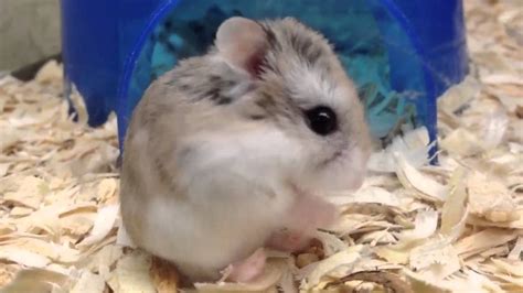 Baby robo hamster is super cute - YouTube