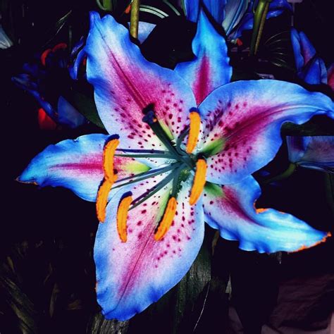 Blue Tiger Lily Flower