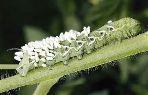 Parasites on a Tomato Hornworm! | Tomato hornworm, Hornworm, Parasite