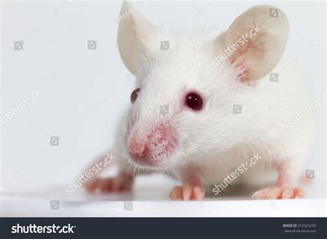 White Laboratory Mouse Strain Balbc Front Stock Photo 213323239 | Shutterstock