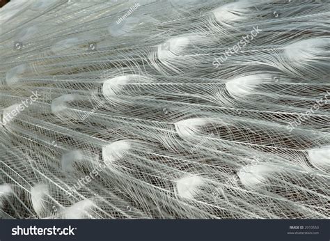 White Peacock Feathers Stock Photo 2910553 : Shutterstock