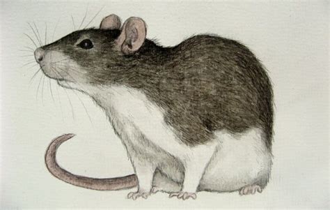 Pin by Aleida Diaz on Rabbit and Rodent &Critter Art | Pet rats, Cute rats, Animal sketches