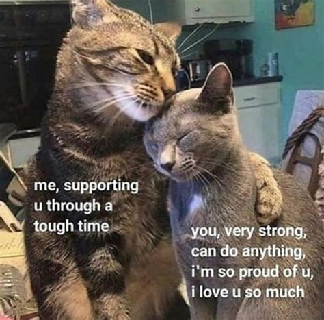 25 Wholesome Memes To Make You Feel Better. - Feels Gallery Cat Memes, Funny Memes, Diy Funny ...