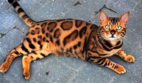 Bengal Cat Breeders: How to Choose Your Breeder