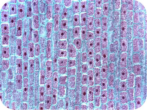 Plant Cells | Biology for Majors II