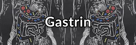 Gastrin - Important Hormone for Stomach Health and Preventing Reflux | Fix Your Gut