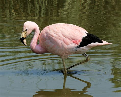 Wildfowl Photography - Bird Desktop Wallpapers.