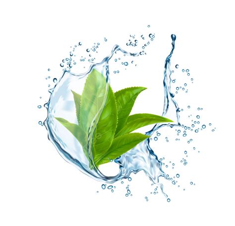 Green Tea Leaves In Water Splash, Illustration, Isolated, Nature PNG ...