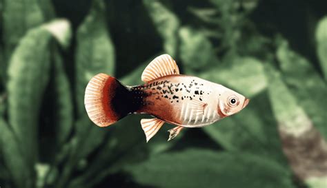 The Complete Guide to Platy Fish Varieties: Colors, Patterns, More