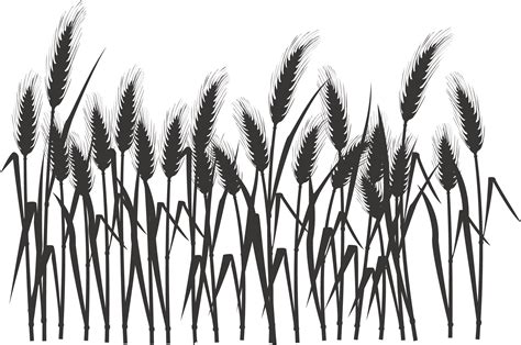 Wheat Field PNG High Quality Image | PNG All