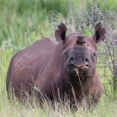 Black Rhino Conservation – Protecting them through Science