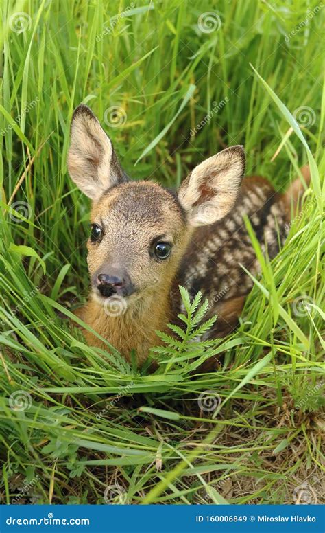 Adorable Roe Deer Fawn Capreolus Capreolus Stock Image - Image of baby ...